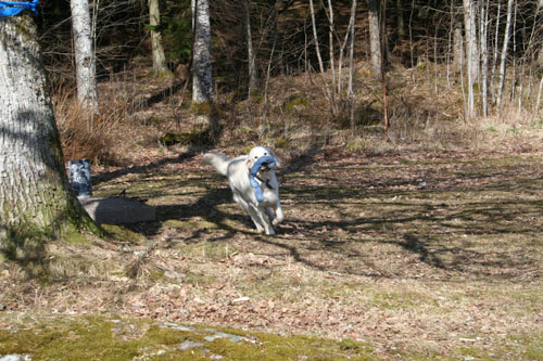 Ludde på väg tillbaka med trasan