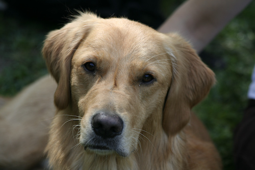 Nikko