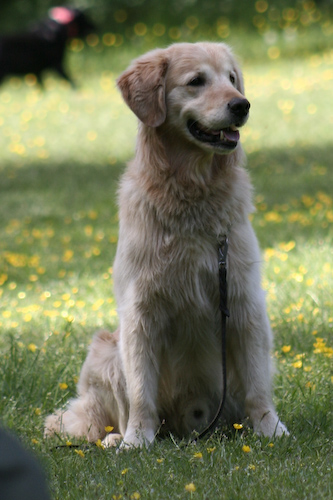 Clareberg Golden
