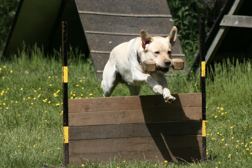 Cesar hopp apport
