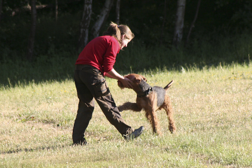 Airedaleterrier