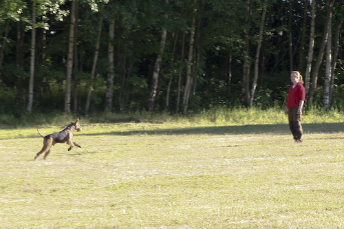 Airedaleterrier