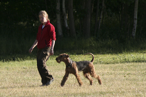 Airedaleterrier