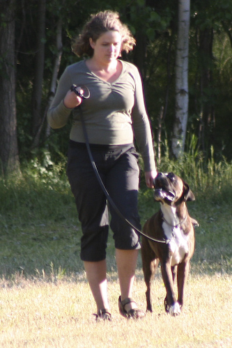 Boxer