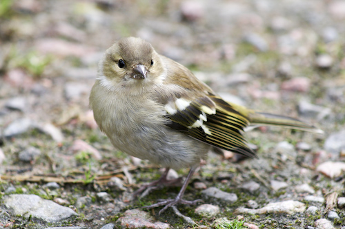 Fin fågel