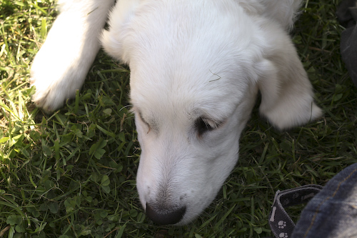 Sam