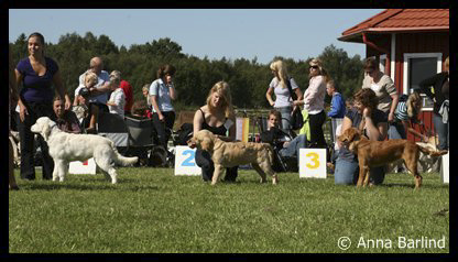 4-6 månader. Fanzia, Diesel, Java