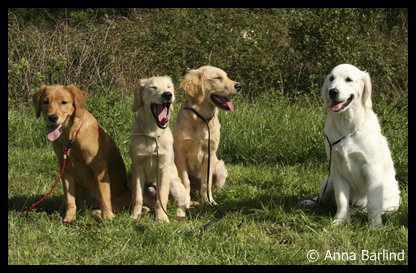 Java, Sam, Diesel, Mira