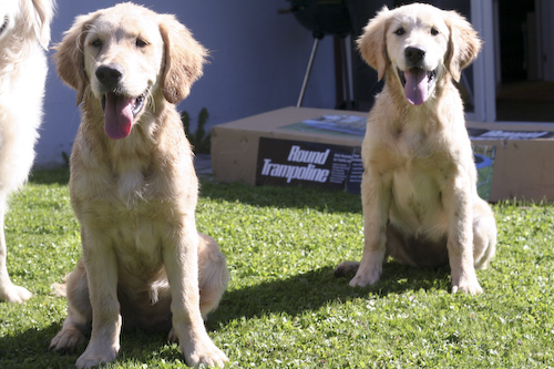Diesel och Zoey