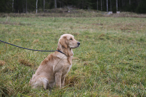 Freija