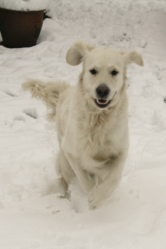Vit hund i snön