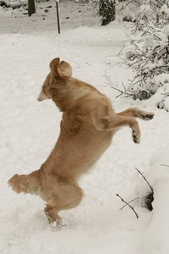 Flygande hundar