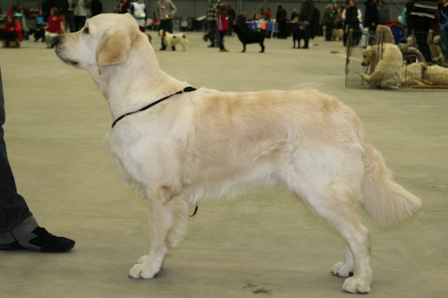 Ludde