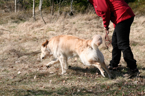 Faiko