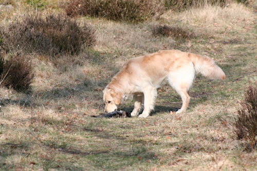Faiko