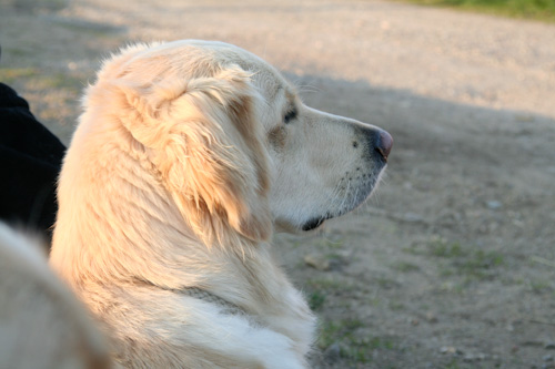 Zoey