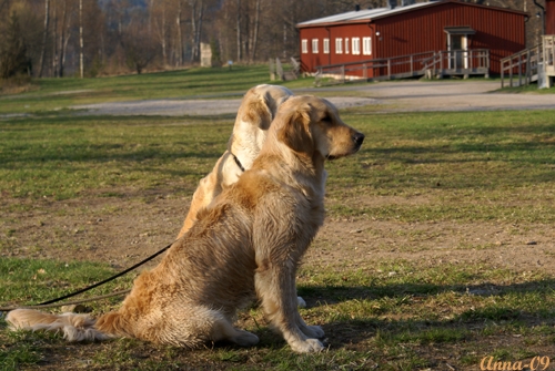 Diesel & Rocky