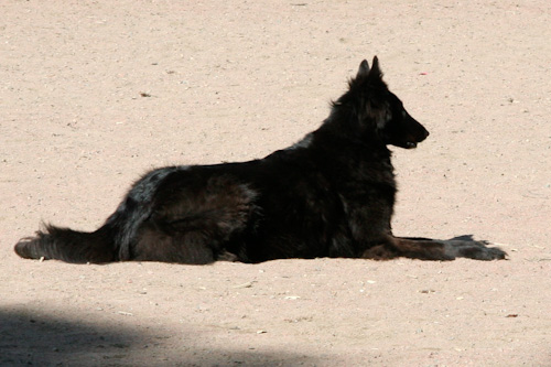 Jota