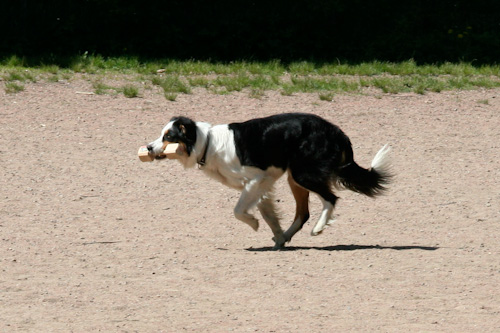 Strega
