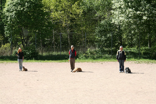 Platsliggning trean/elit (Leia rycker in som extrahund)