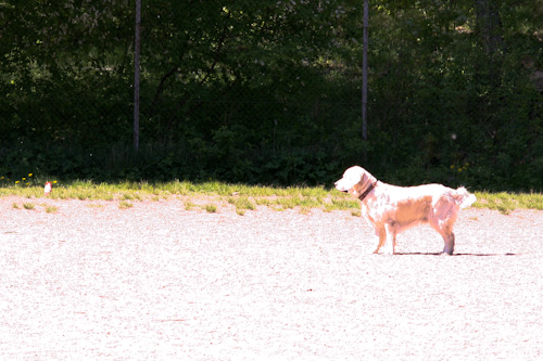 Ludde