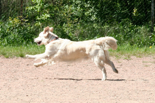 Ludde