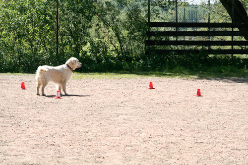 Ludde