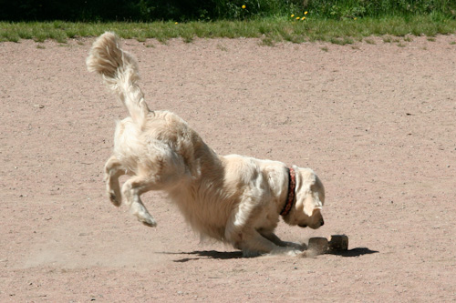Ludde