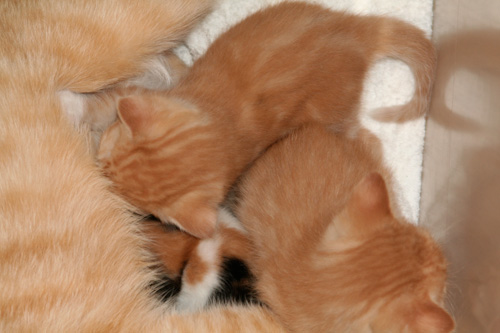 Kattungarna