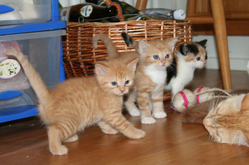 Kattungarna