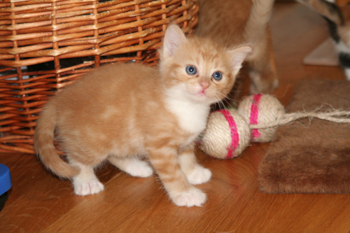 Kattungarna