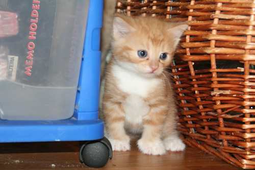 Kattungarna