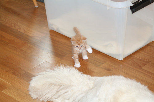 Kattungarna fick syn pŒ Luddes svans