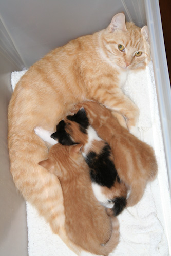 Kattungarna