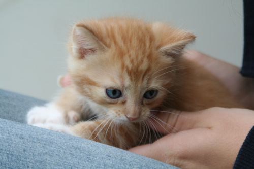 Kattungarna