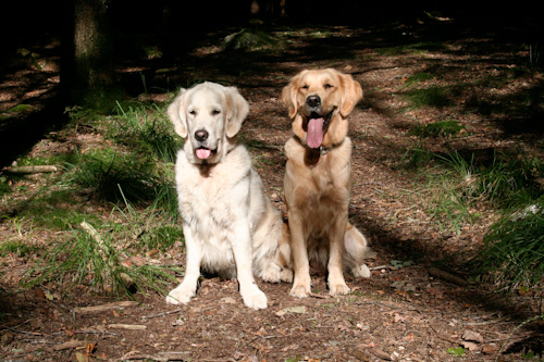 Ludde & Diesel
