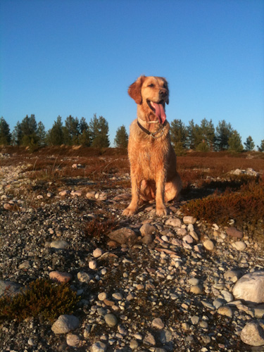 I solen