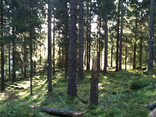 Sagoskogen