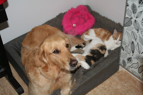 Diesel, Trixa & Trulle