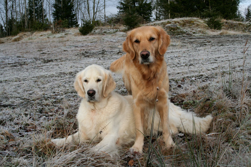 Ludde & Diesel