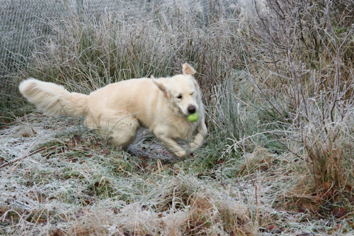 Ludde