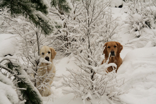 Ludde & Diesel