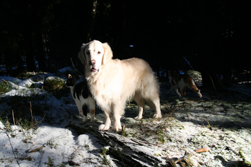 Ludde & katterna
