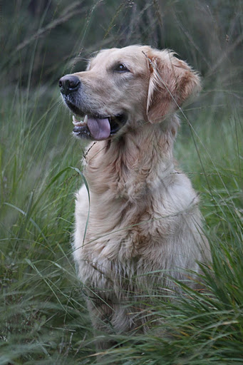 Diesel 3.5 år