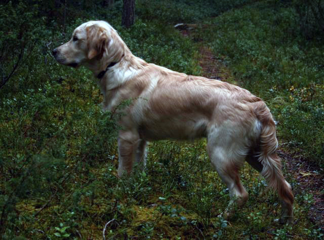 Faiko 6.5 månad gammal