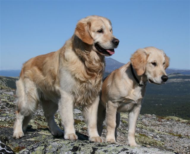 Schampis och Faiko