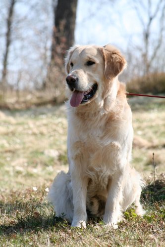 Faiko