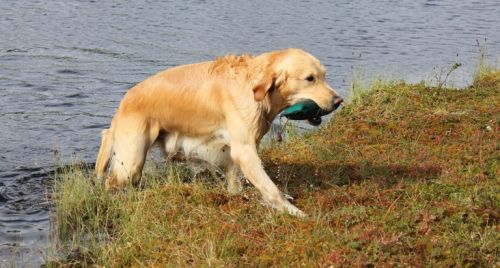 11_Lakselv juli-aug 2011 270.JPG