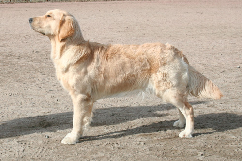 11 månader