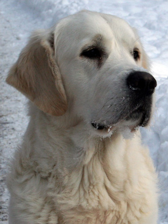 IMG_1727_ram.jpg